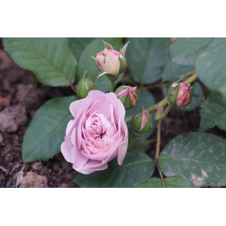 Rosier Guillot® Générosa® - Florence Delattre -©Roses Guillot®