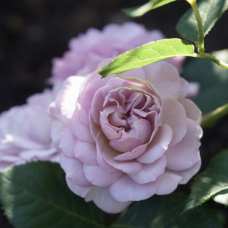 Rosier Guillot® Générosa® - Florence Delattre -©Roses Guillot®