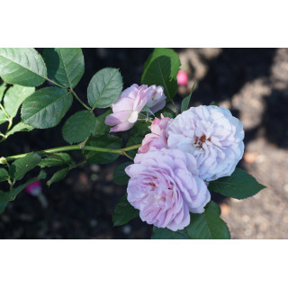 Rosier Guillot® Générosa® - Florence Delattre -©Roses Guillot®