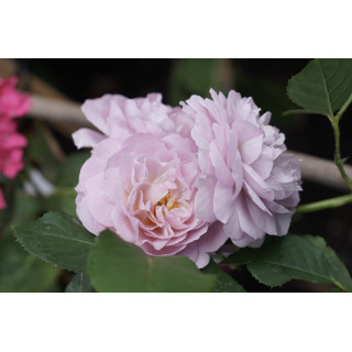 Rosier Guillot® Générosa® - Florence Delattre -©Roses Guillot®