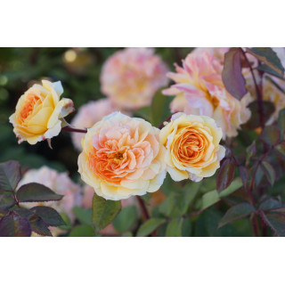 Rosier Générosa® - Georges Denjean® - ©Roses Guillot®