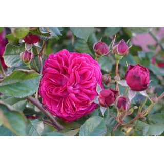 Rosier Générosa® Grimpant - Rose Salma Es-Said - ©Roses Guillot®
