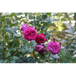 Rosier Générosa® Grimpant - Rose Salma Es-Said - ©Roses Guillot®