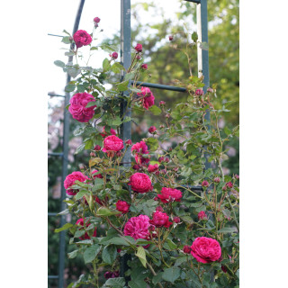 Rosier Générosa® Grimpant - Rose Salma Es-Said - ©Roses Guillot®