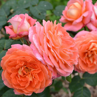 Rosier Générosa® - Notre Dame du Rosaire - ©Roses Guillot®