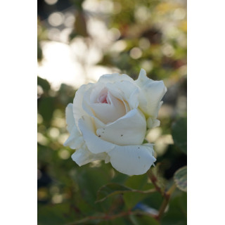 Rosier Guillot® Grandes fleurs - Corinna Schumacher