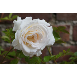 Rosier Guillot® Grandes fleurs - Corinna Schumacher