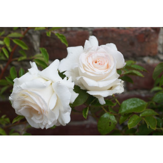 Rosier Guillot® Grandes fleurs - Corinna Schumacher