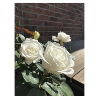 Rosier Guillot® Grande fleurs - Frédéric Dard® - ©Roses Guillot®
