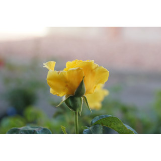 Hybrides de Thé Guillot® - Midas Touch - ©Roses Guillot®