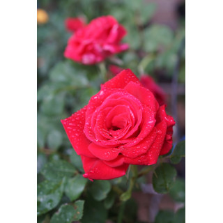 Hybrides de Thé Guillot® - Proud Land - ©Roses Guillot®