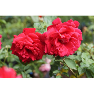 Hybrides de Thé Guillot® - Proud Land - ©Roses Guillot®