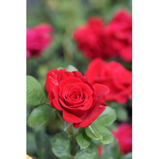 Hybrides de Thé Guillot® - Proud Land - ©Roses Guillot®