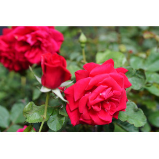 Hybrides de Thé Guillot® - Proud Land - ©Roses Guillot®