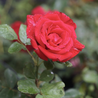 Hybrides de Thé Guillot® - Proud Land - ©Roses Guillot®