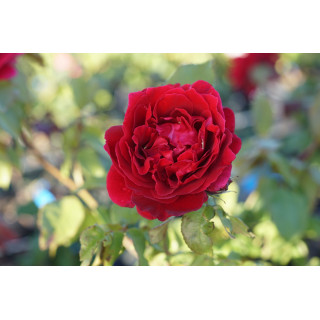 Rosier Guillot® Générosa® - Dino de Laurentiis® - ©Roses Guillot®