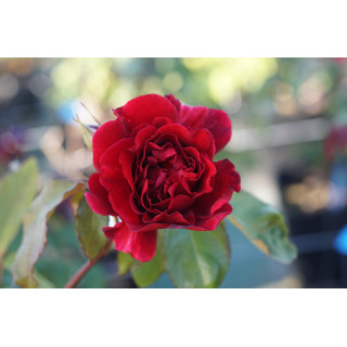 Rosier Guillot® Générosa® - Dino de Laurentiis® - ©Roses Guillot®