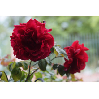 Rosier Guillot® Générosa® - Dino de Laurentiis® - ©Roses Guillot®