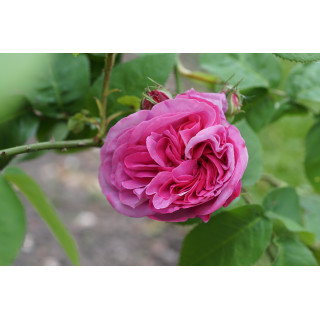 Rosiers Anciens - Baronne Prévost - ©Roses Guillot®