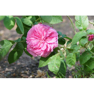 Rosiers Anciens - Baronne Prévost - ©Roses Guillot®