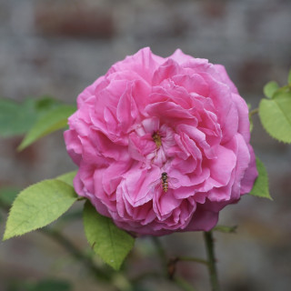 Rosiers Anciens - Baronne Prévost - ©Roses Guillot®