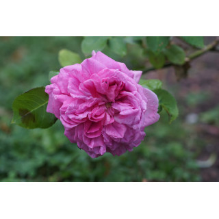 Rosiers Anciens - Baronne Prévost - ©Roses Guillot®