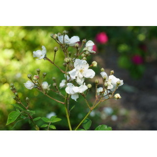 Rosier ancien Guillot® - Pâquerette - ©Roses Guillot®
