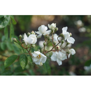 Rosier ancien Guillot® - Pâquerette - ©Roses Guillot®