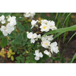 Rosier ancien Guillot® - Pâquerette - ©Roses Guillot®