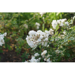Rosier ancien Guillot® - Pâquerette - ©Roses Guillot®