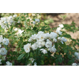 Rosier ancien Guillot® - Pâquerette - ©Roses Guillot®