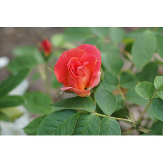 Rosier Terre des Roses® - Edouard Guillot® - ©Roses Guillot®