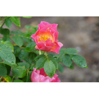 Rosier Terre des Roses® - Edouard Guillot® - ©Roses Guillot®