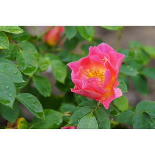 Rosier Terre des Roses® - Edouard Guillot® - ©Roses Guillot®