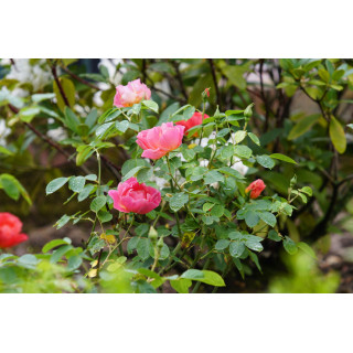 Rosier Terre des Roses® - Edouard Guillot® - ©Roses Guillot®