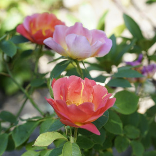 Rosier Terre des Roses® - Edouard Guillot® - ©Roses Guillot®