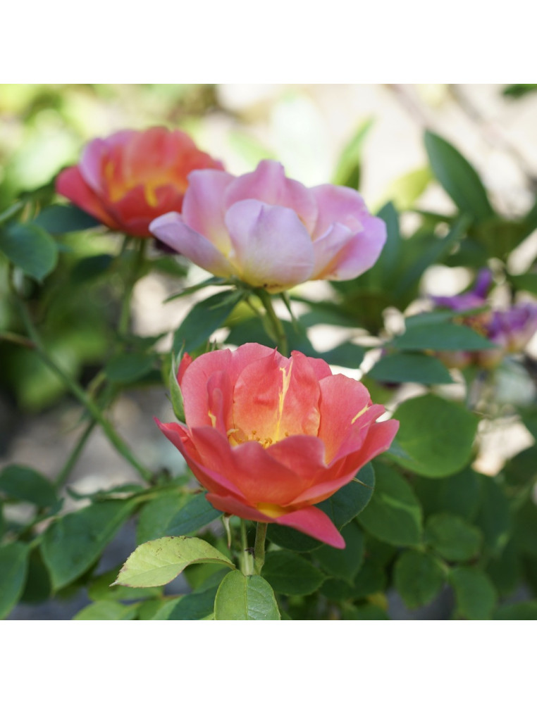 Rosier Terre des Roses® - Edouard Guillot® - ©Roses Guillot®