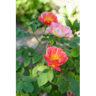 Rosier Terre des Roses® - Edouard Guillot® - ©Roses Guillot®