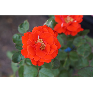 Rosier Terre des Roses® - Laure Charton® - ©Roses Guillot®