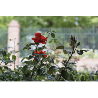 Rosier Terre des Roses® - Laure Charton® - ©Roses Guillot®