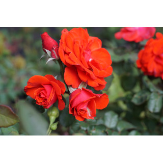 Rosier Terre des Roses® - Laure Charton® - ©Roses Guillot®
