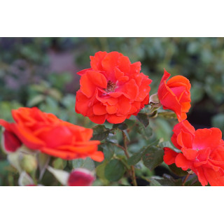 Rosier Terre des Roses® - Laure Charton® - ©Roses Guillot®