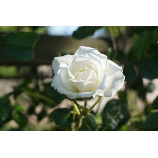 Rosier Terre des Roses® - grimpant - Lace Cascade® - ©Roses Guillot®