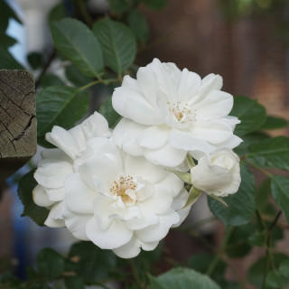 Rosier Terre des Roses® - grimpant - Lace Cascade® - ©Roses Guillot®