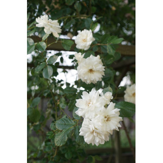 Rosier Terre des Roses® - grimpant - Lace Cascade® - ©Roses Guillot®