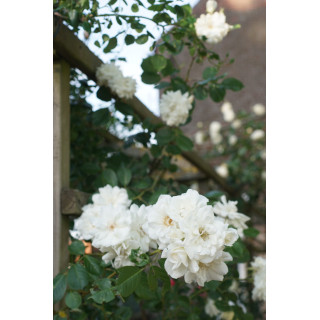 Rosier Terre des Roses® - grimpant - Lace Cascade® - ©Roses Guillot®