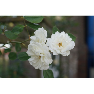 Rosier Terre des Roses® - grimpant - Lace Cascade® - ©Roses Guillot®