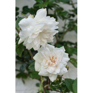 Rosier liane ancien - Mme Alfred Carrière - ©Roses Guillot®