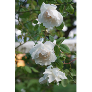 Rosier liane ancien - Mme Alfred Carrière - ©Roses Guillot®