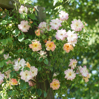 Rosier grimpant ancien - Phyllis Bide- ©Roses Guillot®